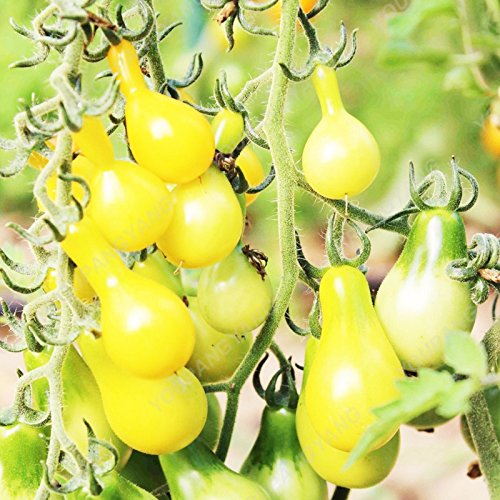 Graines de tomates douces Mini graines de légumes jaunes cerises Graines de fruits Bonsaï Plantes en pot Maison et jardin Livraison gratuite Jaune Paquet de 500 graines