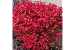 10 Live Dwarf Burning Bush Shrubs - Low-Maintenance Landscaping