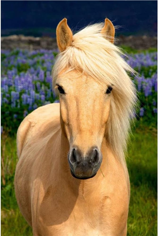 Diamond Painting Kits with Tools, Meecaa Horse Animal DIY 5D Full Drill Cross Stitch Diamond Mosaic Art Crafts 30x40cm (Horse)