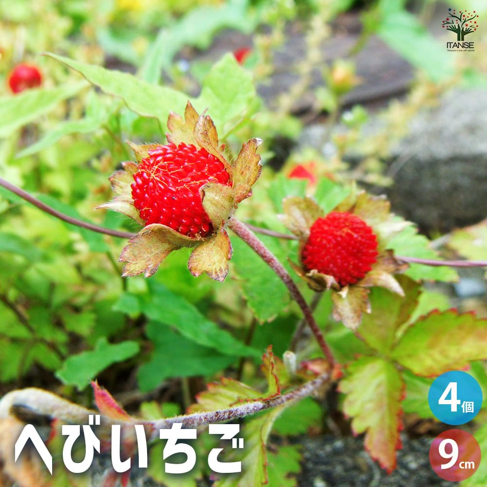 Amazon.co.jp: ITANSE へびいちご 9cm 4個セット 品種で