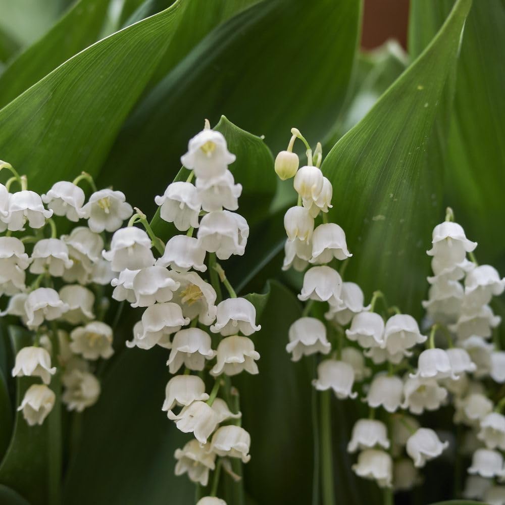 Lily of the Valley Pips - Fragrant White Bell-Shaped Flowers - Convallaria majalis - 6 x Pips Inc: - Thompson & Morgan