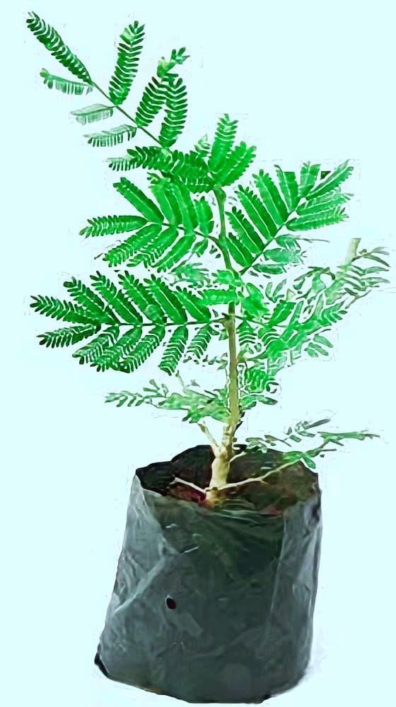 Cloud Farm Shami Patra (Lucky & Vastu) Live Plant CF_29 (B0BHS5S3YP) Amazon Price History, Amazon Price Tracker
