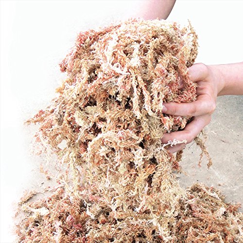   5kg `Y 5kg 11g ~ e  LN  | ێ h~ bonsai ؉
