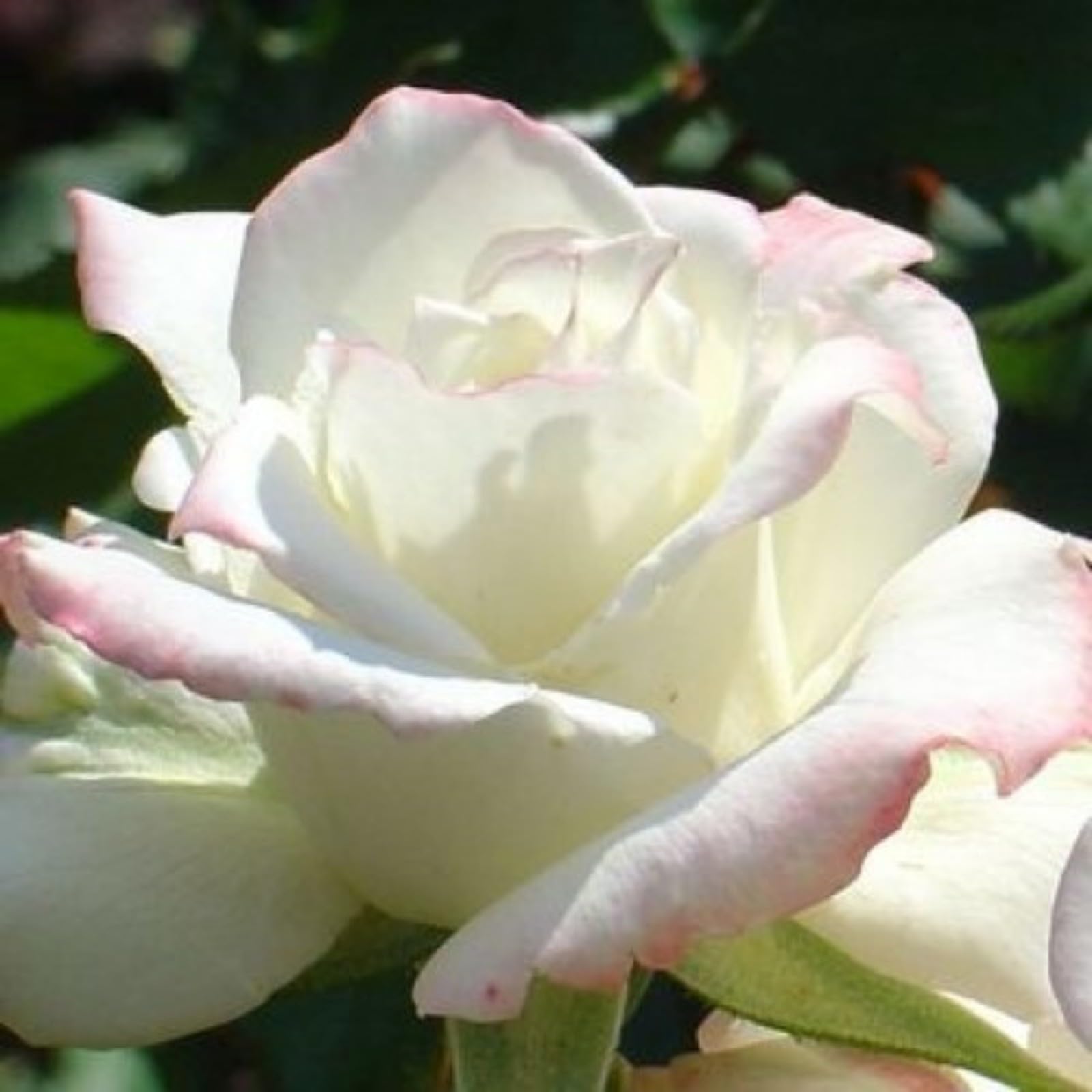Gorgeous Rose Bulbs Mix UK,Flowering Rhizome,Good for Containers,Iridescent,Excellent Display,Perennial,Hardy,Balcony Garden Bulbs.-2bulbs- White โ image 1