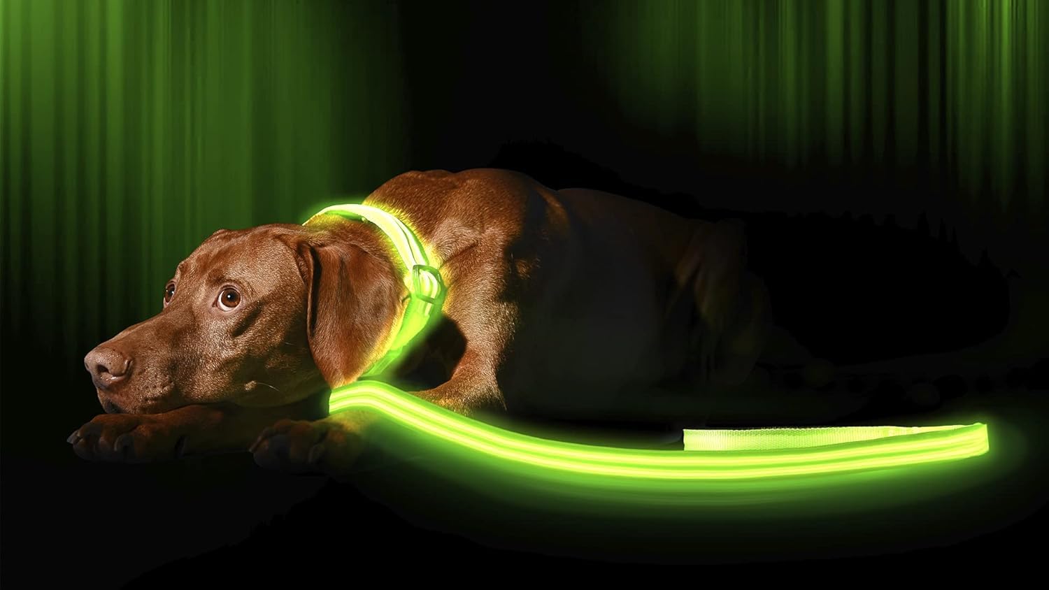 Illumiseen - Correa LED para Perro, Recargable por USB, tu Perro será más Visible y Seguro