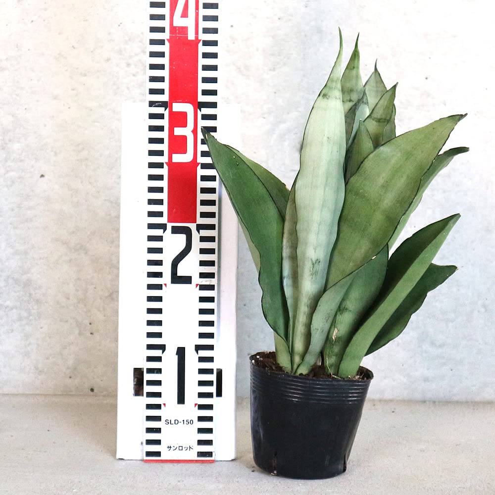 Amazon｜サンスベリア・ムーンシャイン 3.5号ポット【品種で選べる観葉