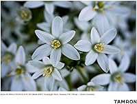 Vista 10 de Tamron 50-400mm f/4.5-6.3 Di III VC VXD Lens for Sony Full Frame Mirrorless Cameras