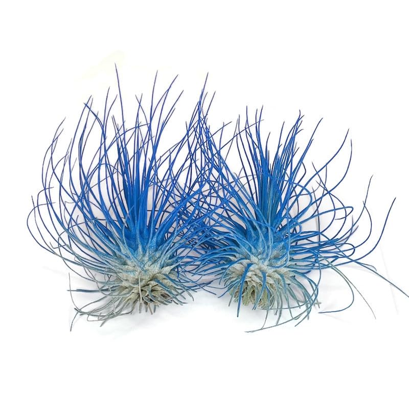 Image of Thin Air Plant, Guatemala Tillandsia Live Airplant, Healthy Arrival Guaranteed, Great Indoor Plant, Home Decor & Gift (2 Blue)