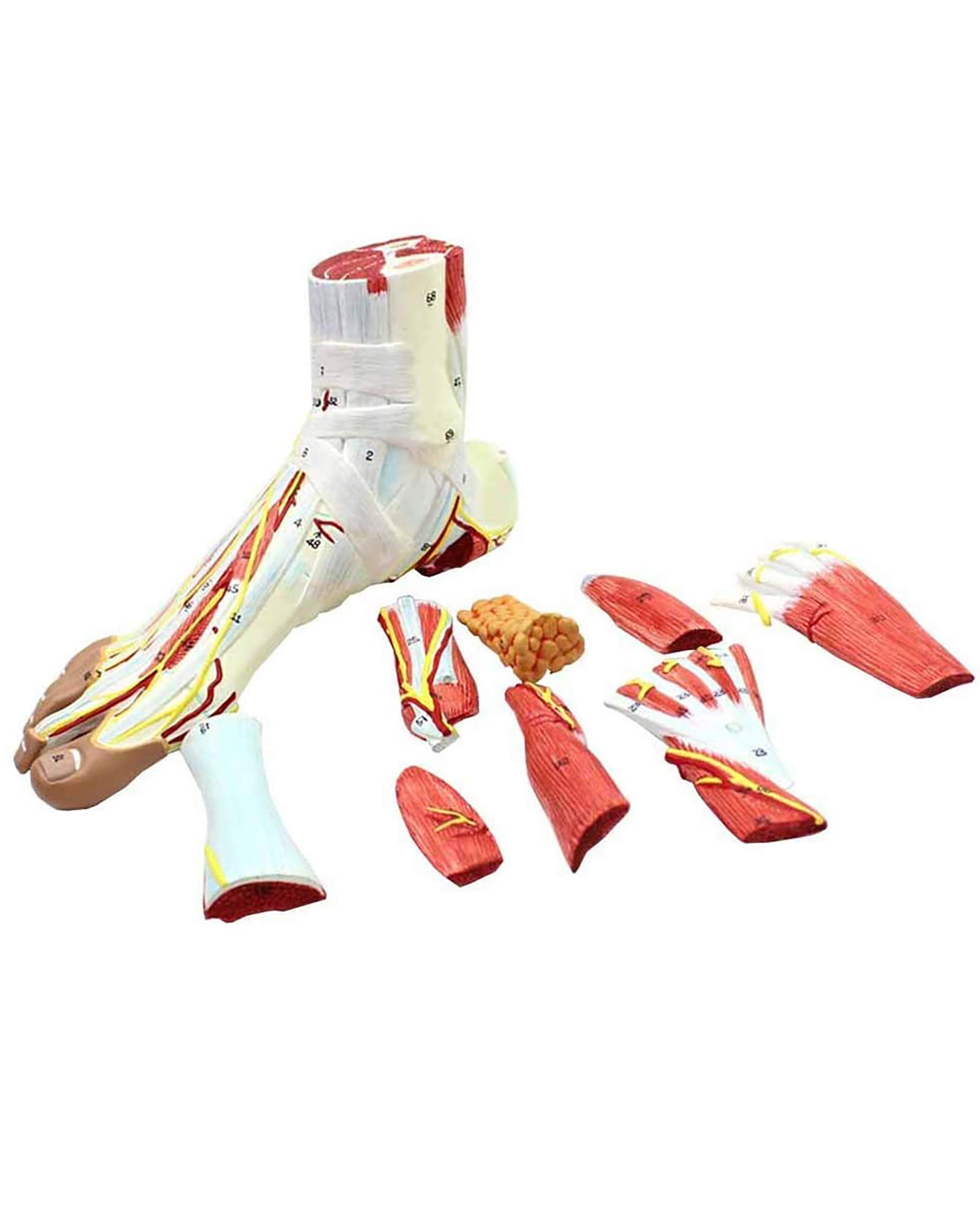 Buy LLC Human Anatomical Foot Model PVC Neurovascular Ligaments Foot