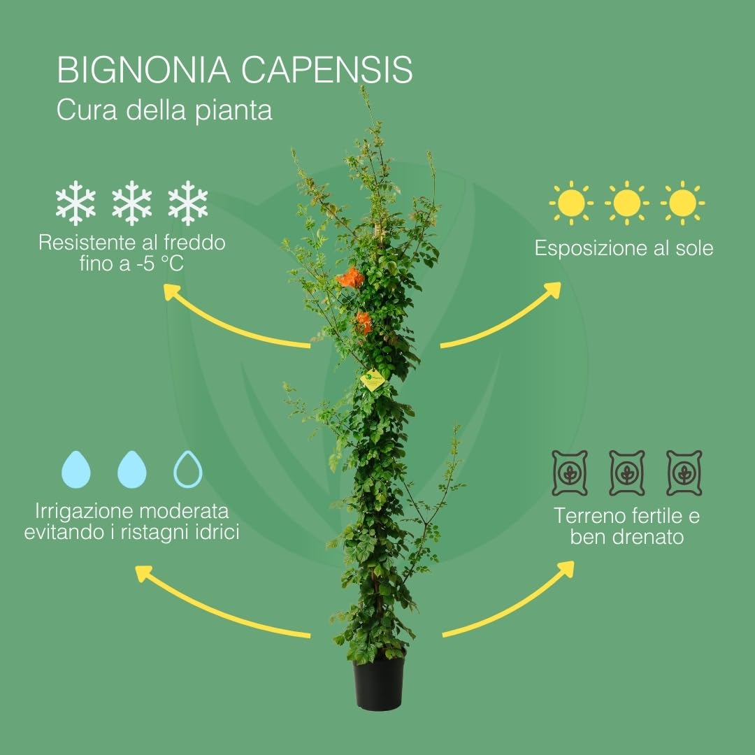 BIGNONIA CAPENSIS. Pianta rampicante da esterno, vaso da 19cm. Piante vere da esterno per giardino e pergolato. 6 mesi di concimazione con sistema Plantì.