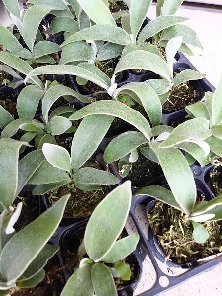 Amazon.co.jp: ノーブランド品 ビカクシダ ヴィーチー 2.5～3号