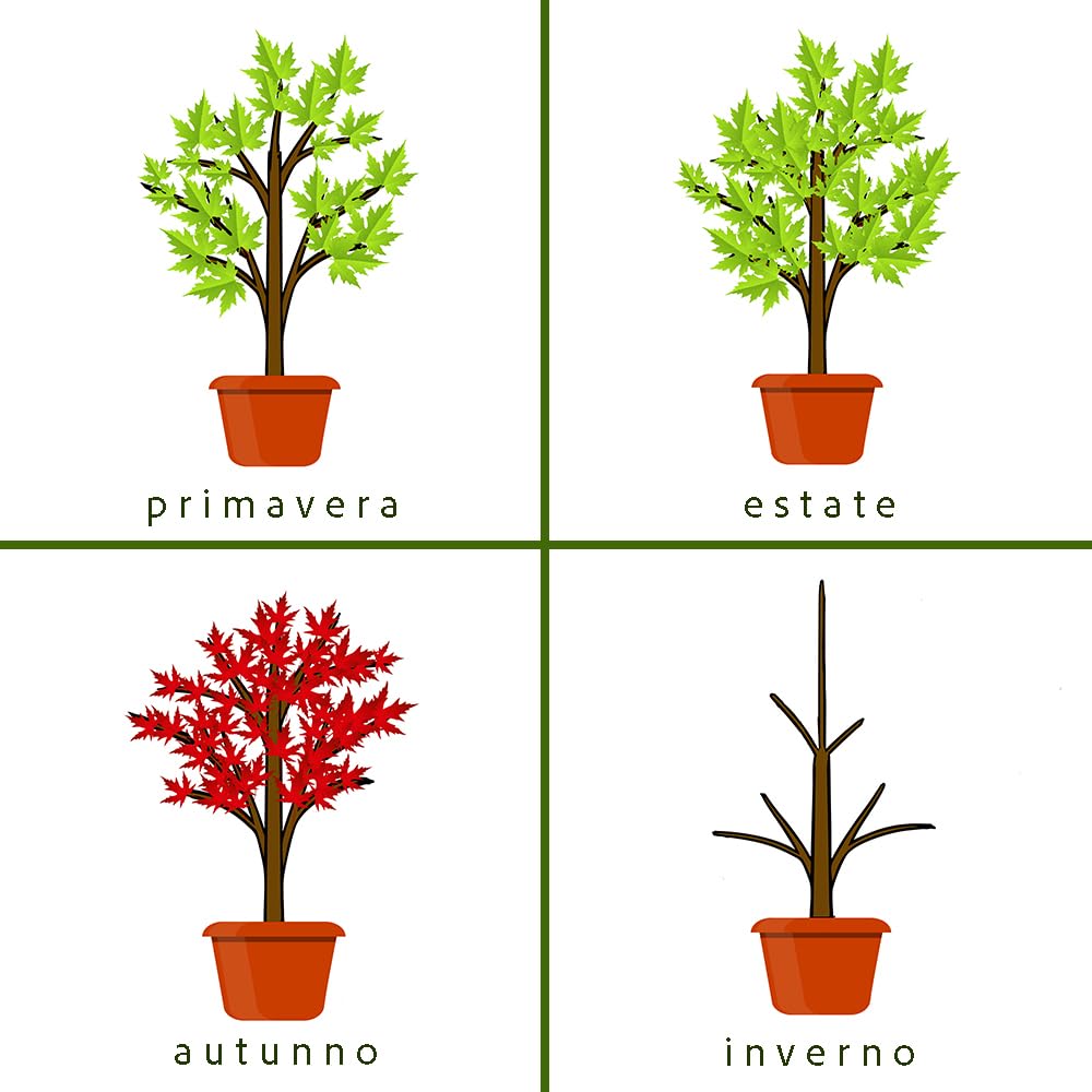Acero Rosso Rubrum "Acero Rubrum" Acero Scarlatto pianta in vaso 1 litro h 100/120 cm Vivaio di Castelletto