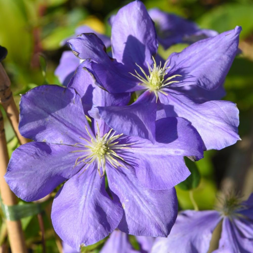 Clematis 'General Sikorski' - Hardy Shrub with Large Mauve Petals, Prolific Blooms from June to September – 1x 3 Litre Potted Plant by Thompson & Morgan