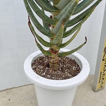 アロエ ディコトマ Aloidendron dichotomuma アロエ ディコトマ ダブルヘッド