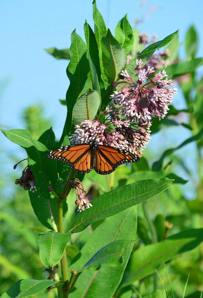 Common Milkweed 50 seeds Asclepias Syriaca-image-16