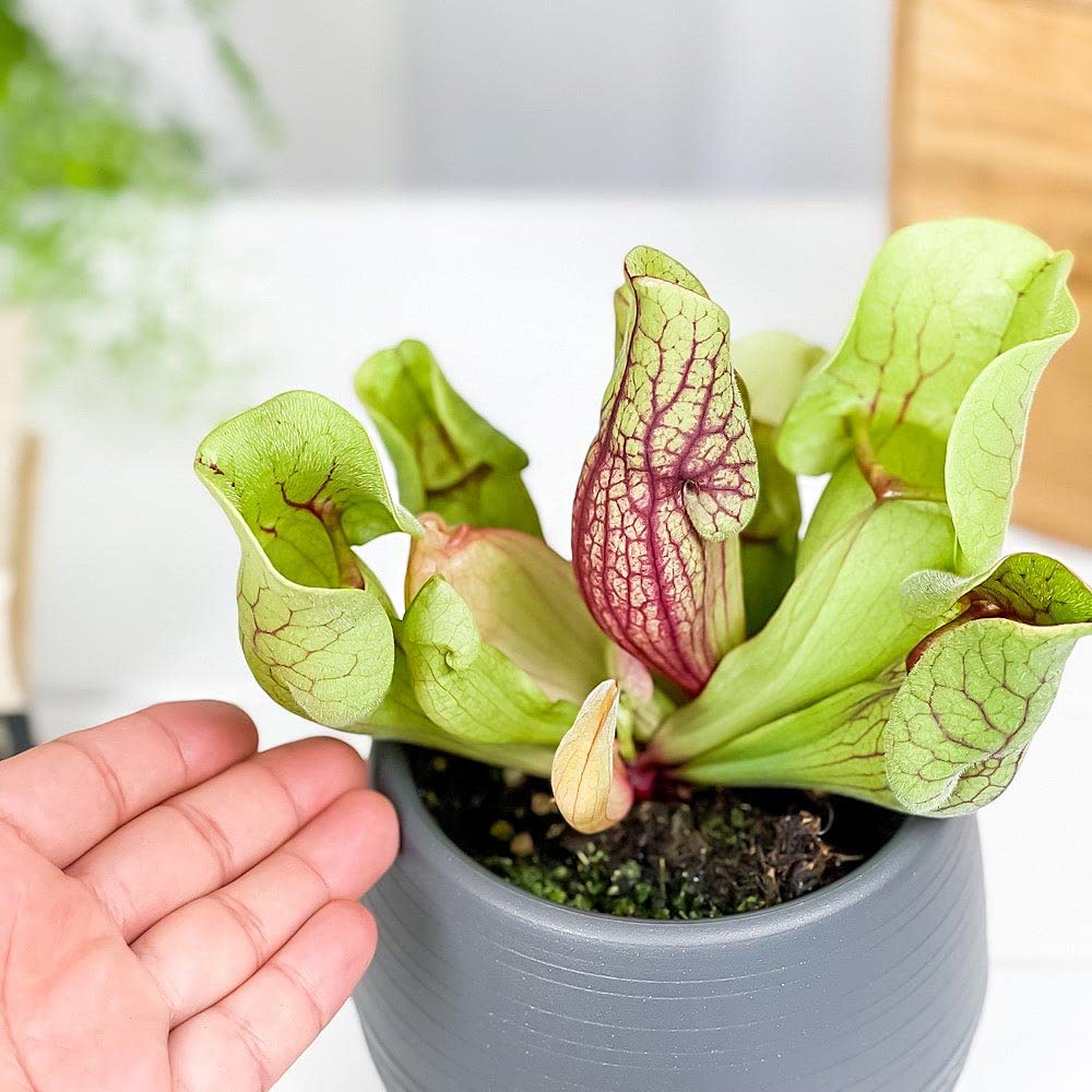 Amazon.co.jp: PLANCHU 食虫植物 サラセニア ベノーサ 4.5号丸鉢