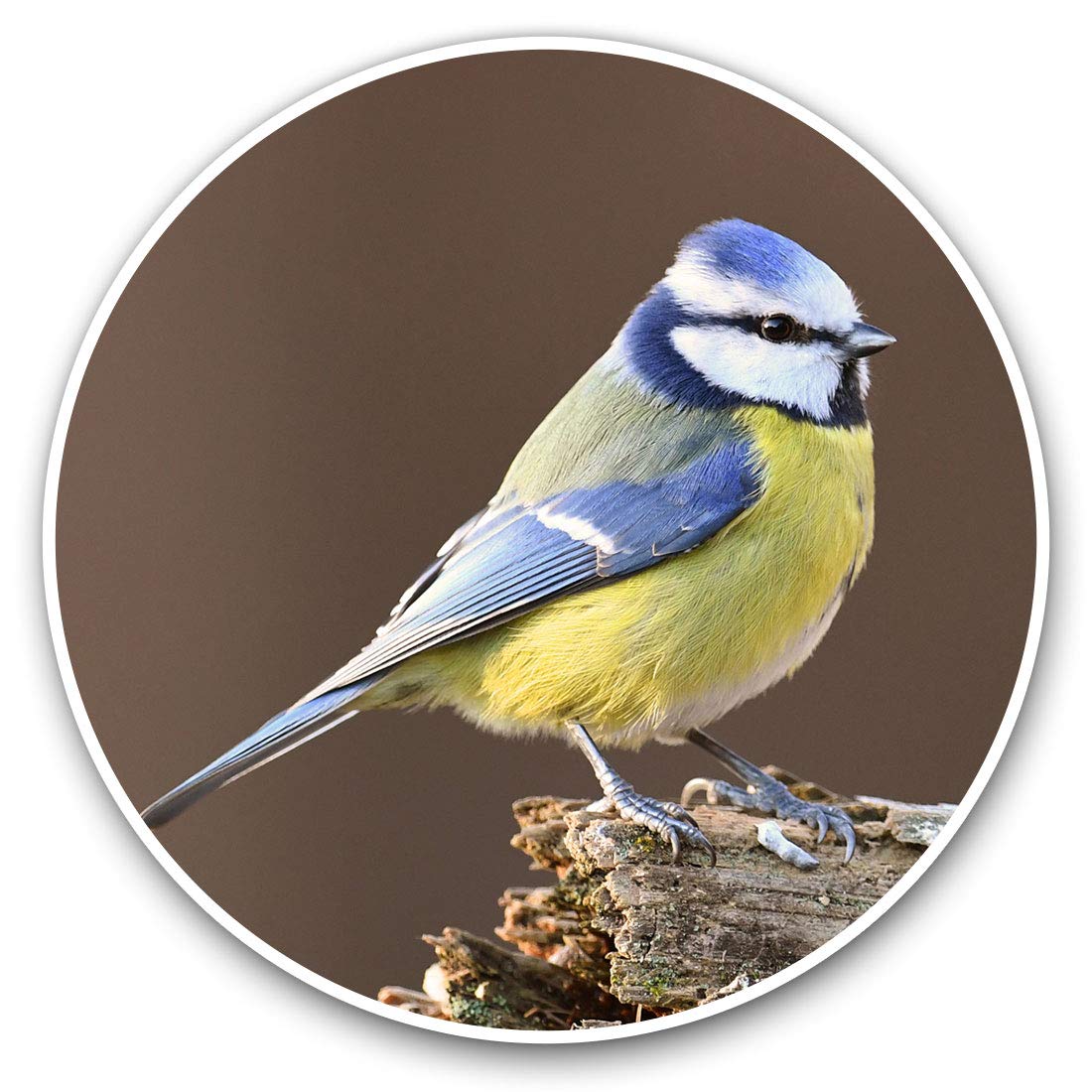 Destination Vinyl Ltd Small Blue Tit Bird Garden England 15773 Vinyl Stickers (Set Of 2) 7.5Cm - Small Blue Tit Bird Garden England #15773