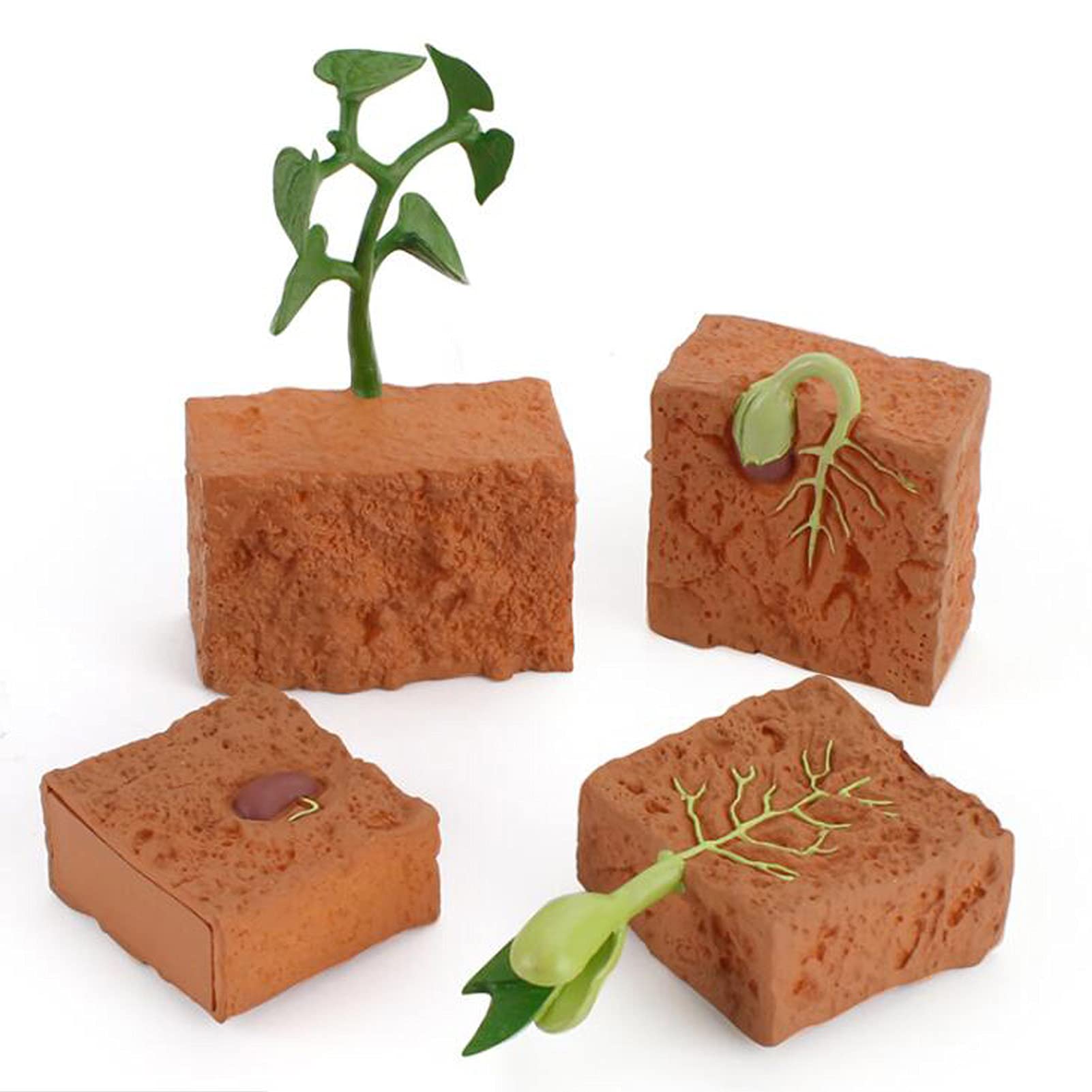 Buy Animal Growth Cycle Biological Model, Animal & Growth Stage Model