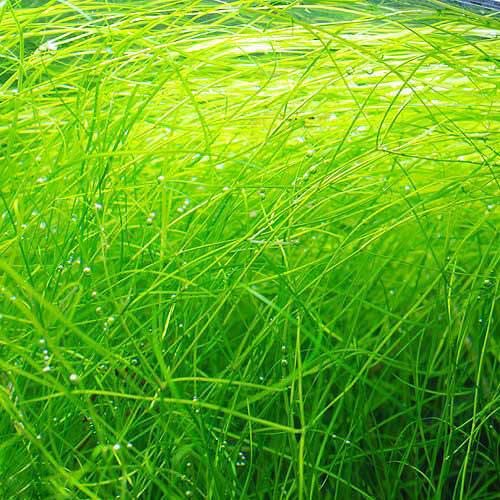 メダカの飼育にぴったりな水草の人気おすすめランキング15選 初心者でも安心 セレクト Gooランキング