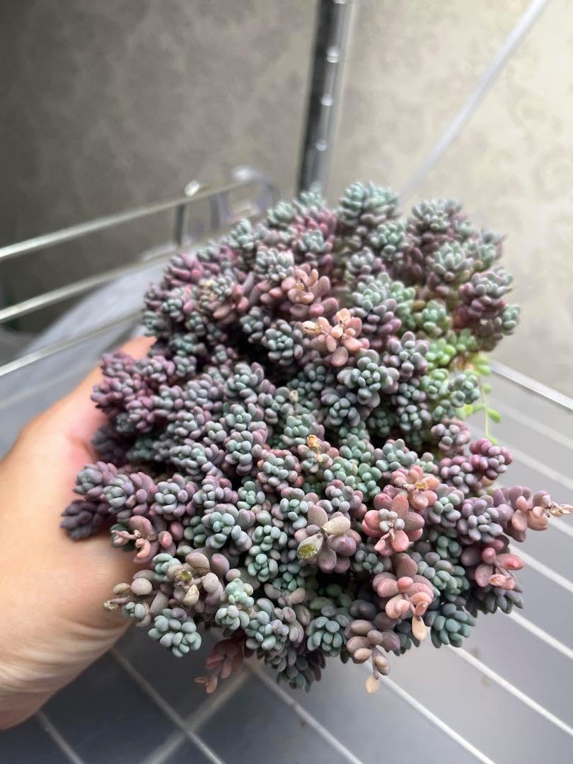 メジロ籠2個&花模様の札2枚 メジロ籠2個&花模様の札2枚 メジロ籠2個&