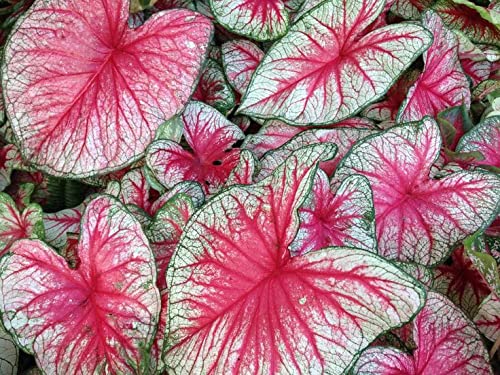 Ritz Farming Flowers Bulbs Caladium Red Ruffles Leafy Plant Hybrid Bulbs for Indoor Outdoor Home Gardening (Mix Colour, Pack of 2 Bulbs) (B09QLX2LV2) Amazon Price History, Amazon Price Tracker