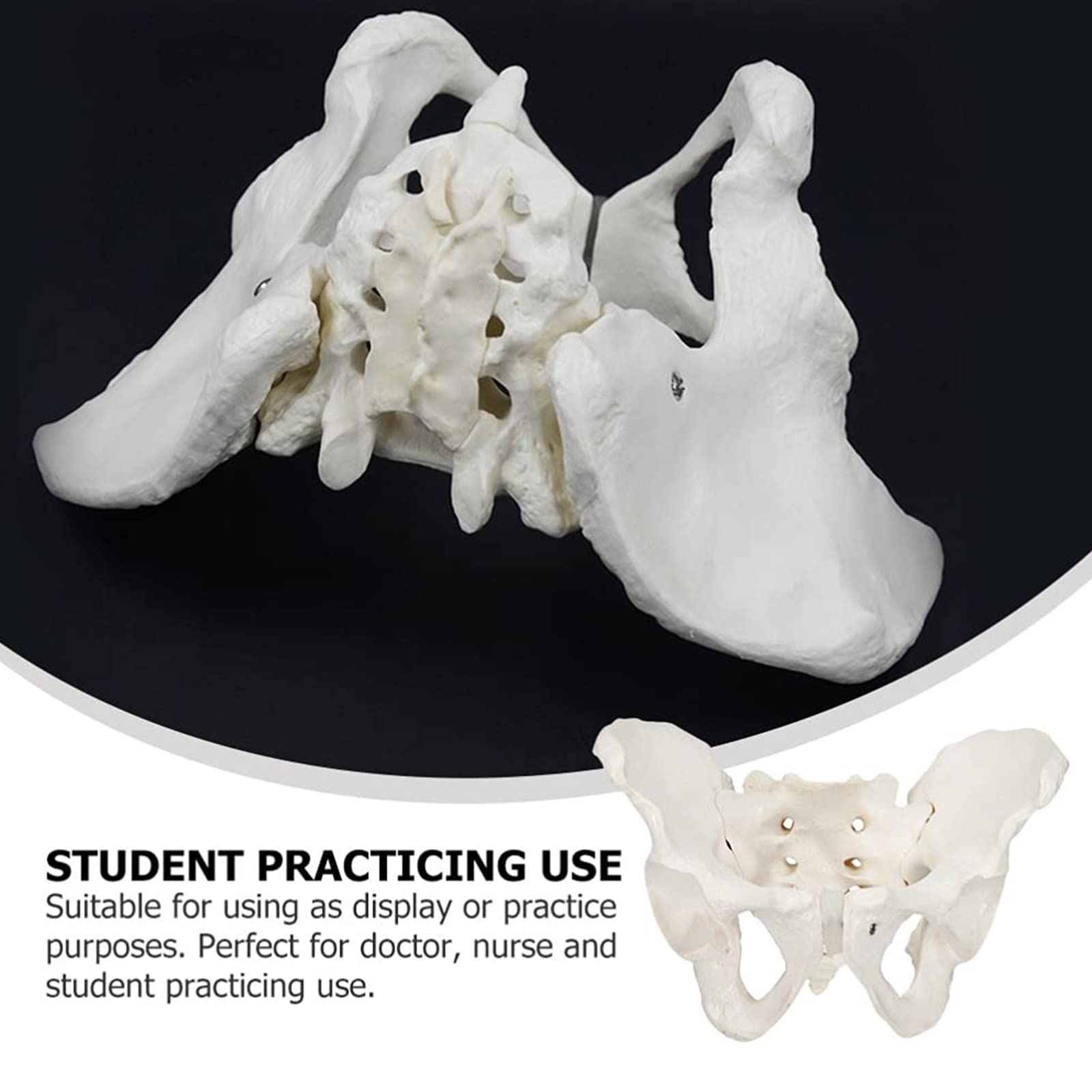 Modele dydaktyczne z zakresu biologii, Model anatomiczny, model kości biodrowej i miednicy, kobiety dla lekarza, nauka, edukacja anatomii