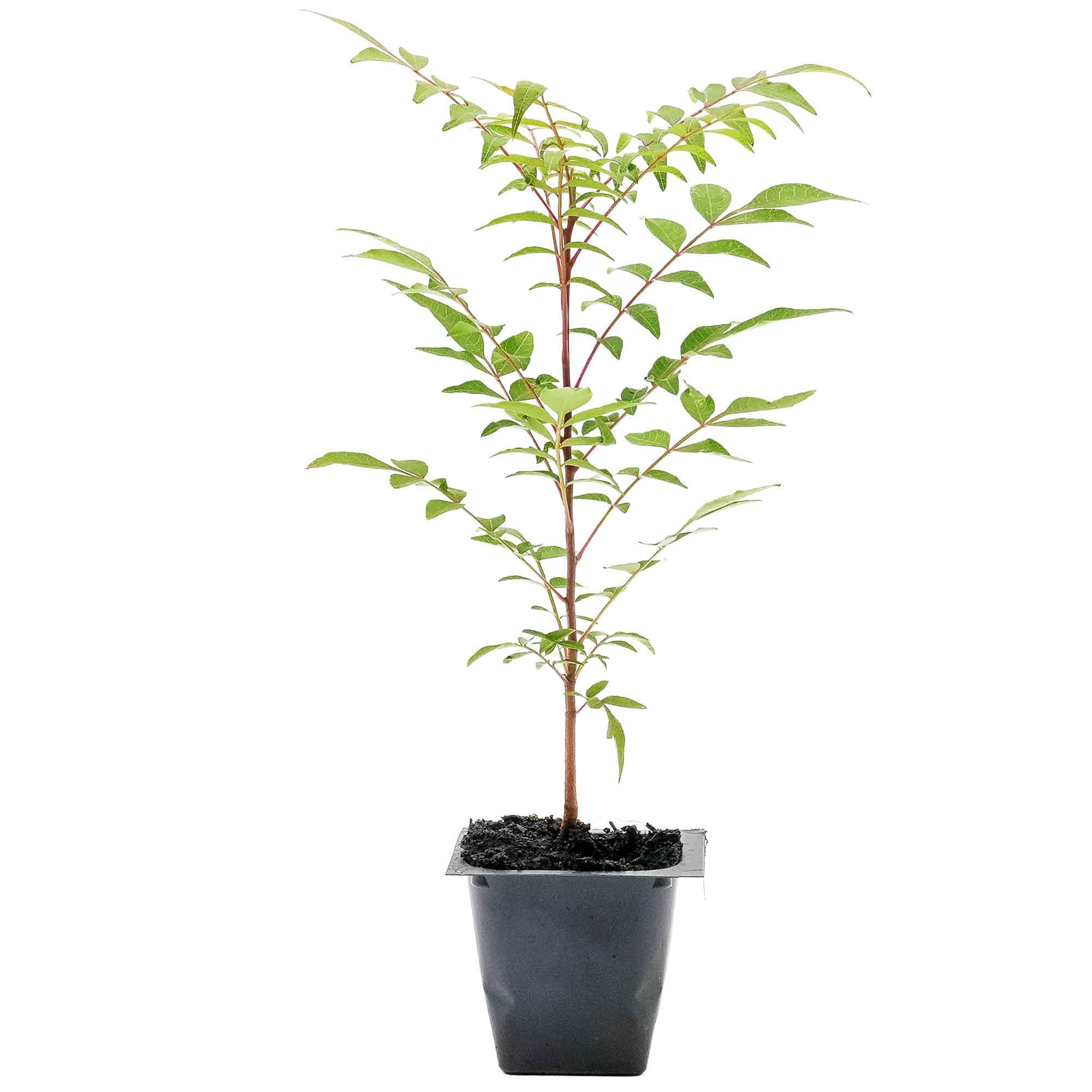 Chinese Pistache tree sapling in nursery cube