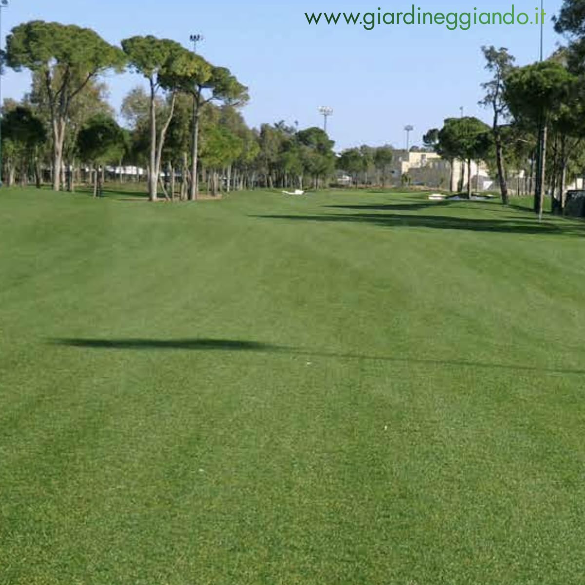 Sementi da prato IBIZA Gramigna (Cynodon Dactylon) FITO’ conf. da 1 kg