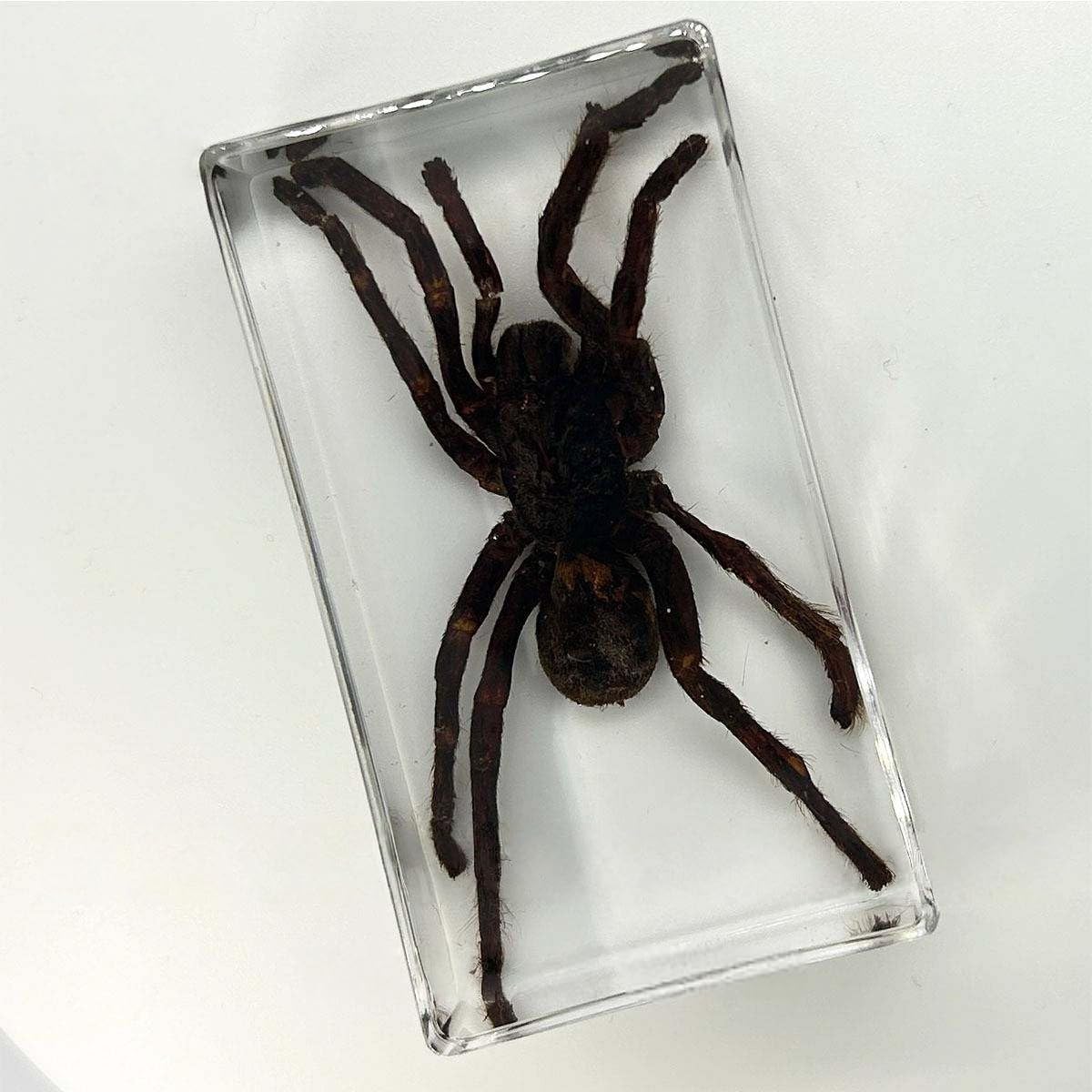 Spécimens Araignée avec Résine Transparente, Véritable Spécimens de Collection D'insectes pour ÉDucatif Scientifique Exposition, décoration de salle de classe et bureau (Araignée mangeuse d'oiseaux)