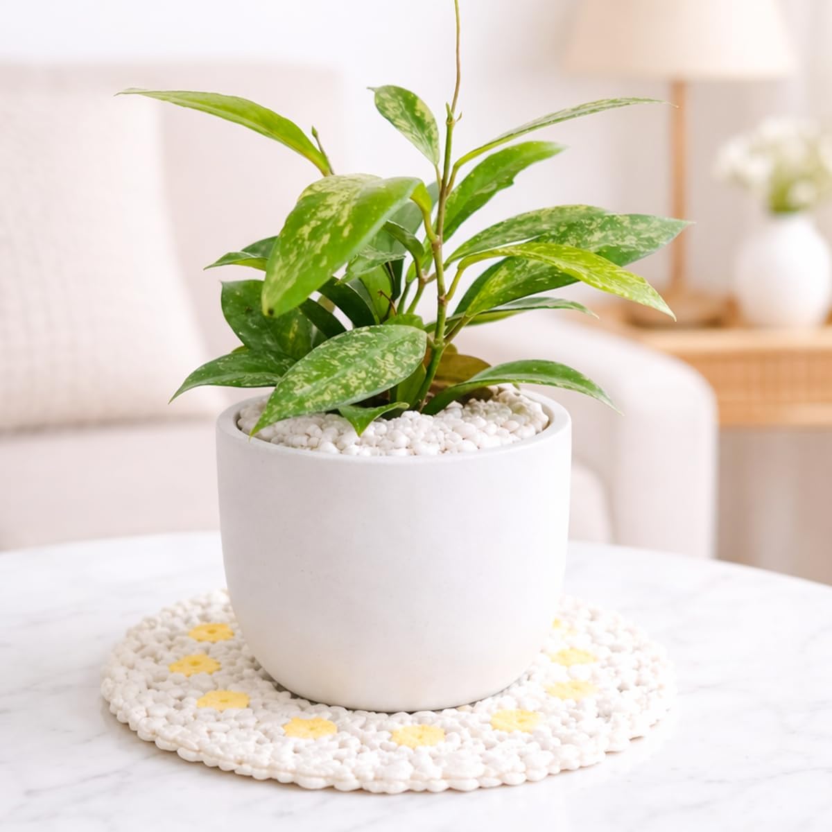 Hoya Pubicalyx Pink Silver (6" Grower Pot) - Indoor, Easy to Grow Houseplant - Live Healthy Houseplant for Gift or Home Decoration