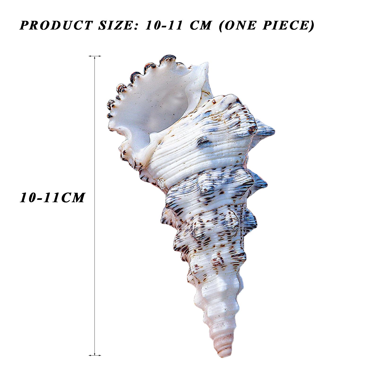 Grandi conchiglie naturali, 10/11 cm, grandi conchiglie naturali, di paguro for riempire vasi, piante aeree, decorazioni for matrimoni, feste a tema spiaggia