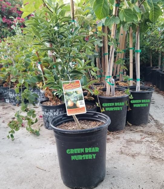 Kumquat Meiwa Tree Grafted Semi Dwarf 3 Gallon Potted