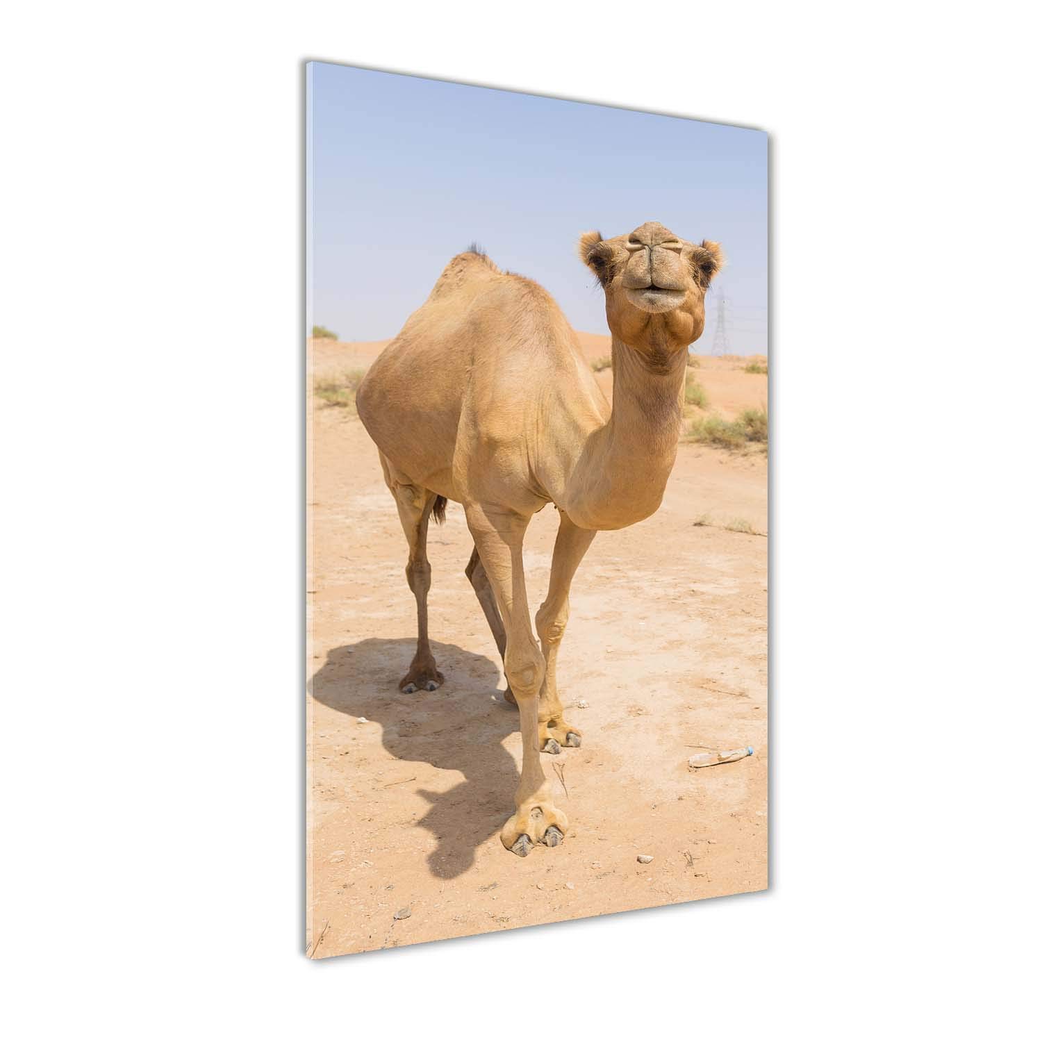 Déco mural derrière le plastique chameau désert 70x140 beige tableau