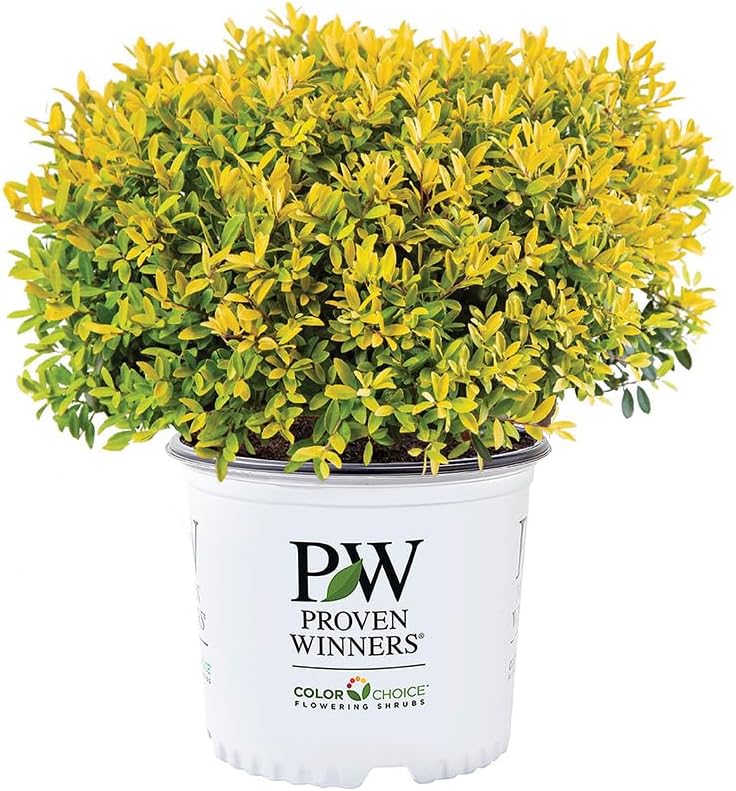 Proven Winners 2 Gal. Glow Pop Holly Shrub