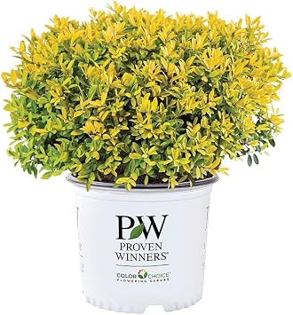 Proven Winners 2 Gal. Glow Pop Holly Shrub