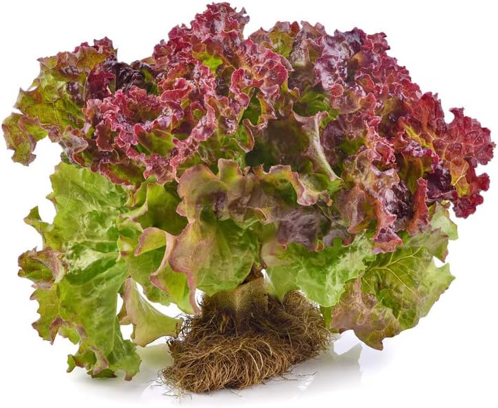 Miniatura 6 de Lechuga-Prizehead (800 semillas)