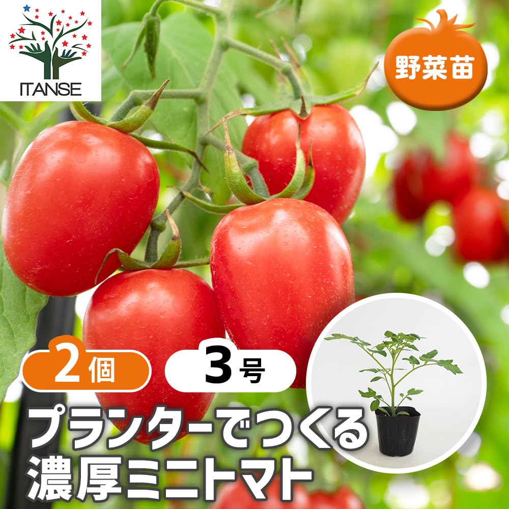Amazon.co.jp: ITANSE プランター濃厚ミニトマト 3号 2個セット