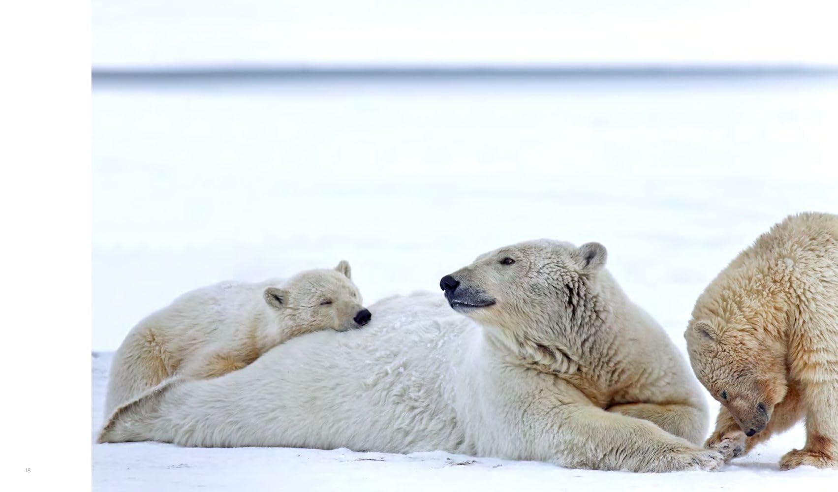 Im Bann des Nordens: Abenteuer am Polarkreis