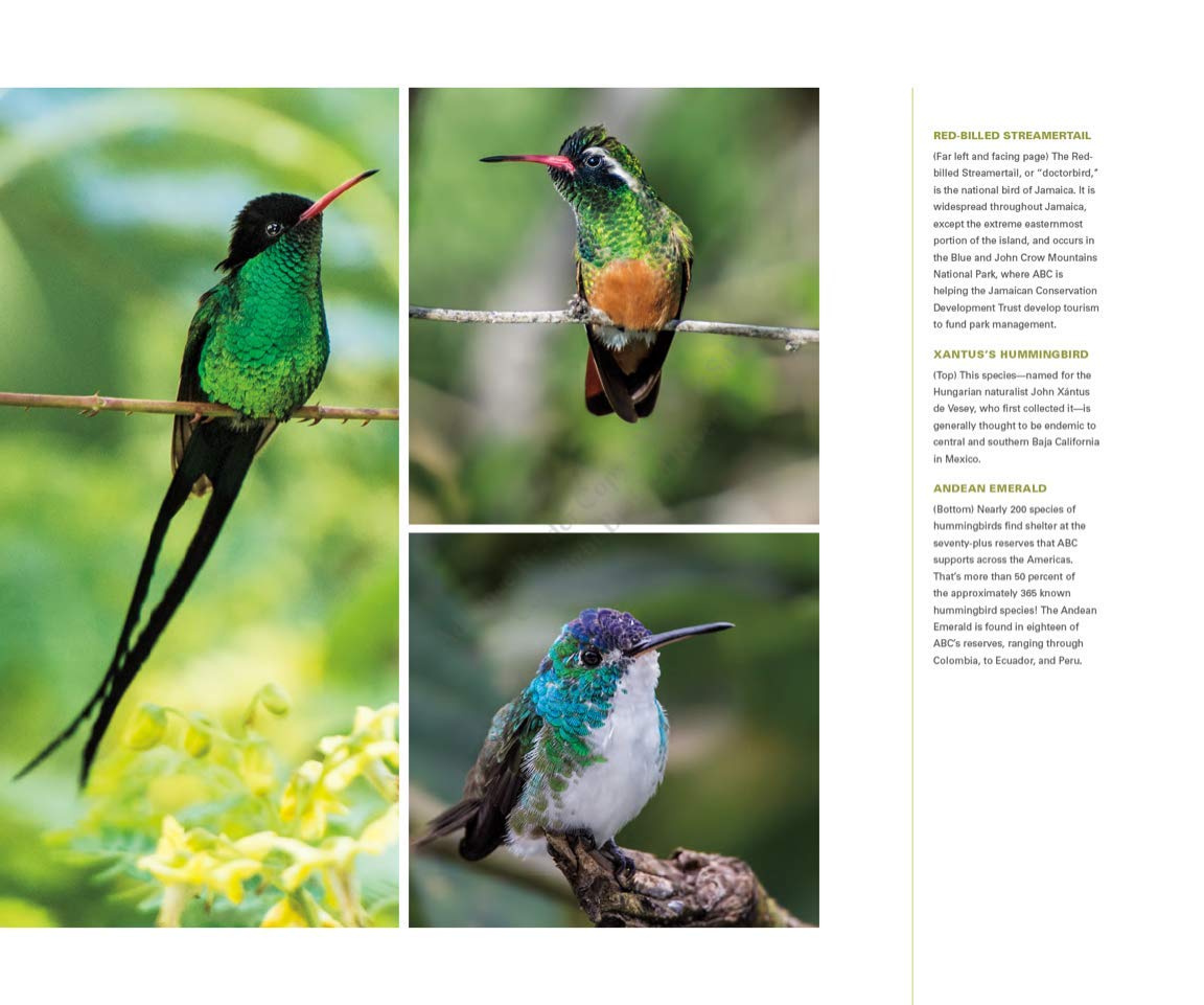 Bringing Back the Birds: Exploring Migration and Preserving Birdscapes throughout the Americas