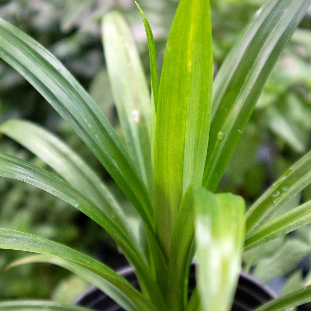 Amazon.co.jp: ITANSE ハーブ苗 ニオイタコノキ(パンダンリーフ