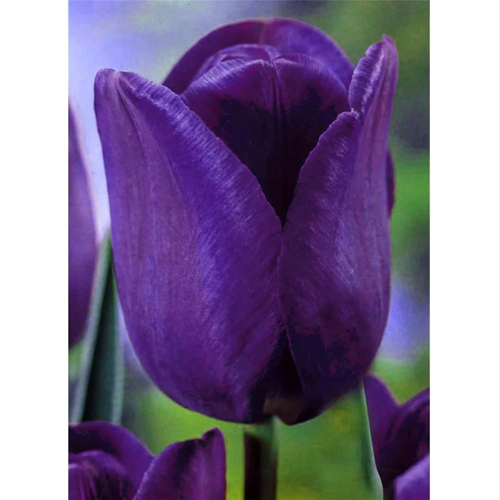Tulip Bulbs Mix for Planting Now UK/Natural Organic/Good for Containers/Strong Plants That Grow Well/Greening Flower/Cut Flowers/Wedding Flowers.-5bulbs-I