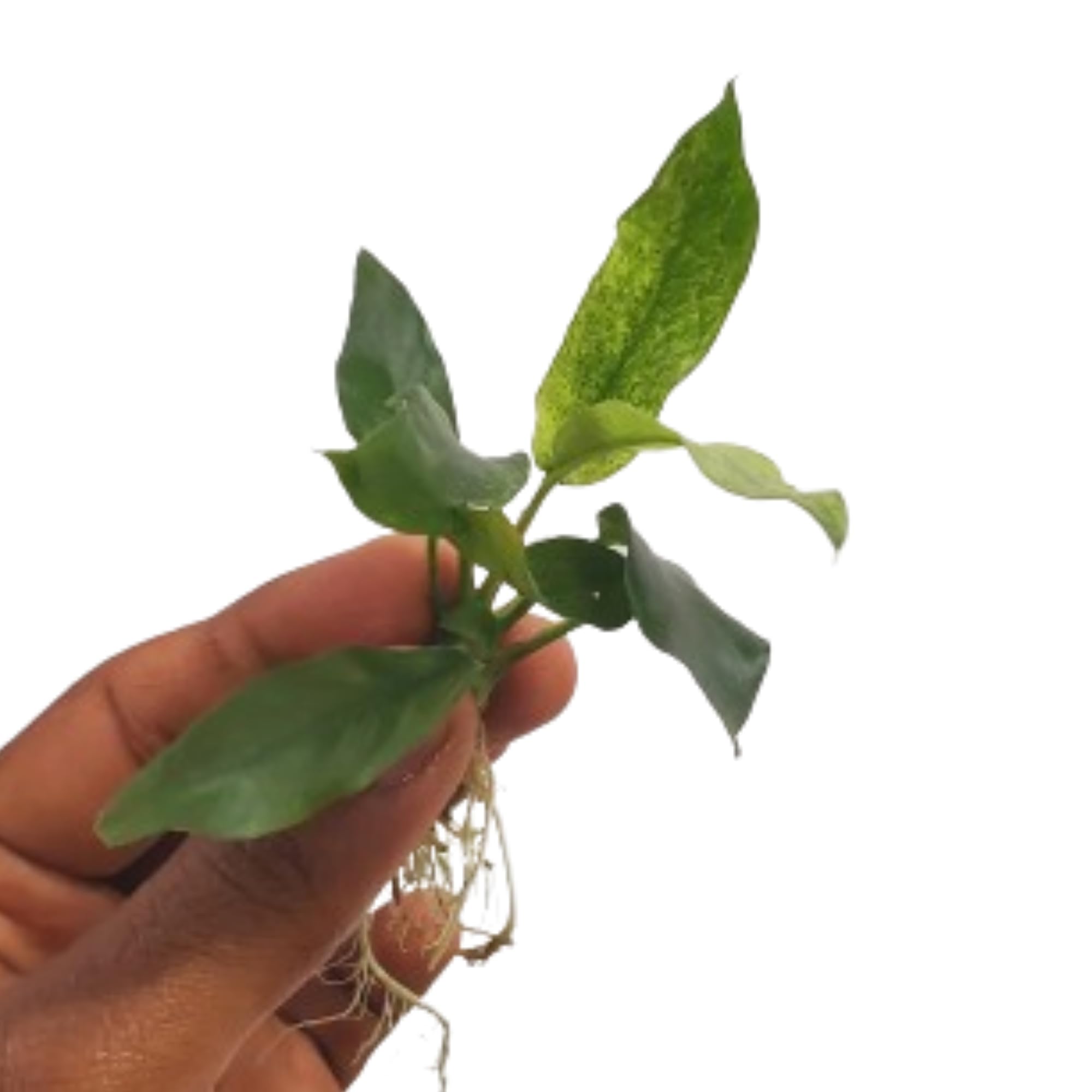 Thyanas Live Aquarium Plants | Anubias Easy Grow Fish Tank Live Plant | Aquatic Ornamental Fish Pond & Fish Bowl (Anubias Glabra Var. (3-5 Leaves)) (B0D4NQ995T) Amazon Price History, Amazon Price Tracker