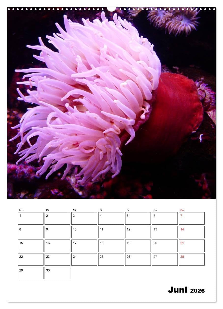 Tauchen - Abtauchen und Staunen (hochwertiger Premium Wandkalender 2026 DIN A2 hoch), Kunstdruck in Hochglanz: Abtauchen in die faszinierende Unterwasserwelt unserer Meere