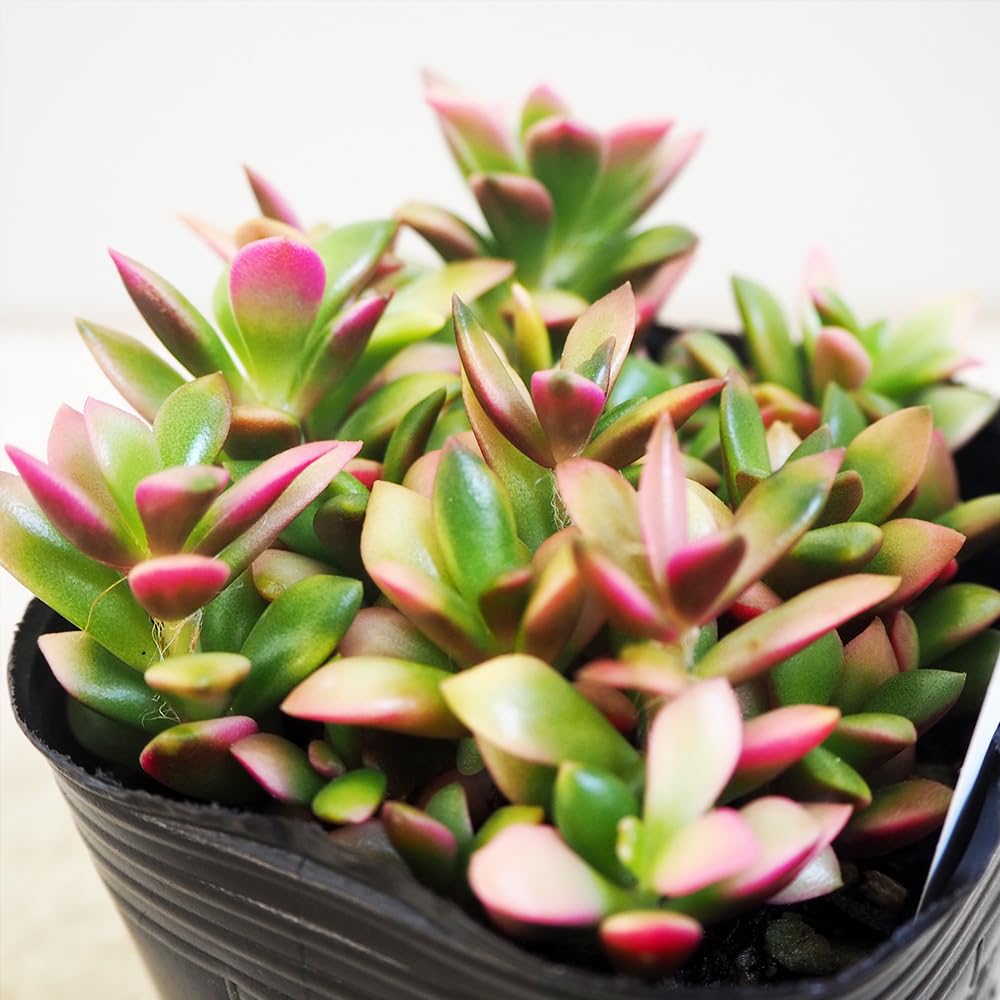 多肉植物^o^  オルペット 多肉植物^o^ オルペット