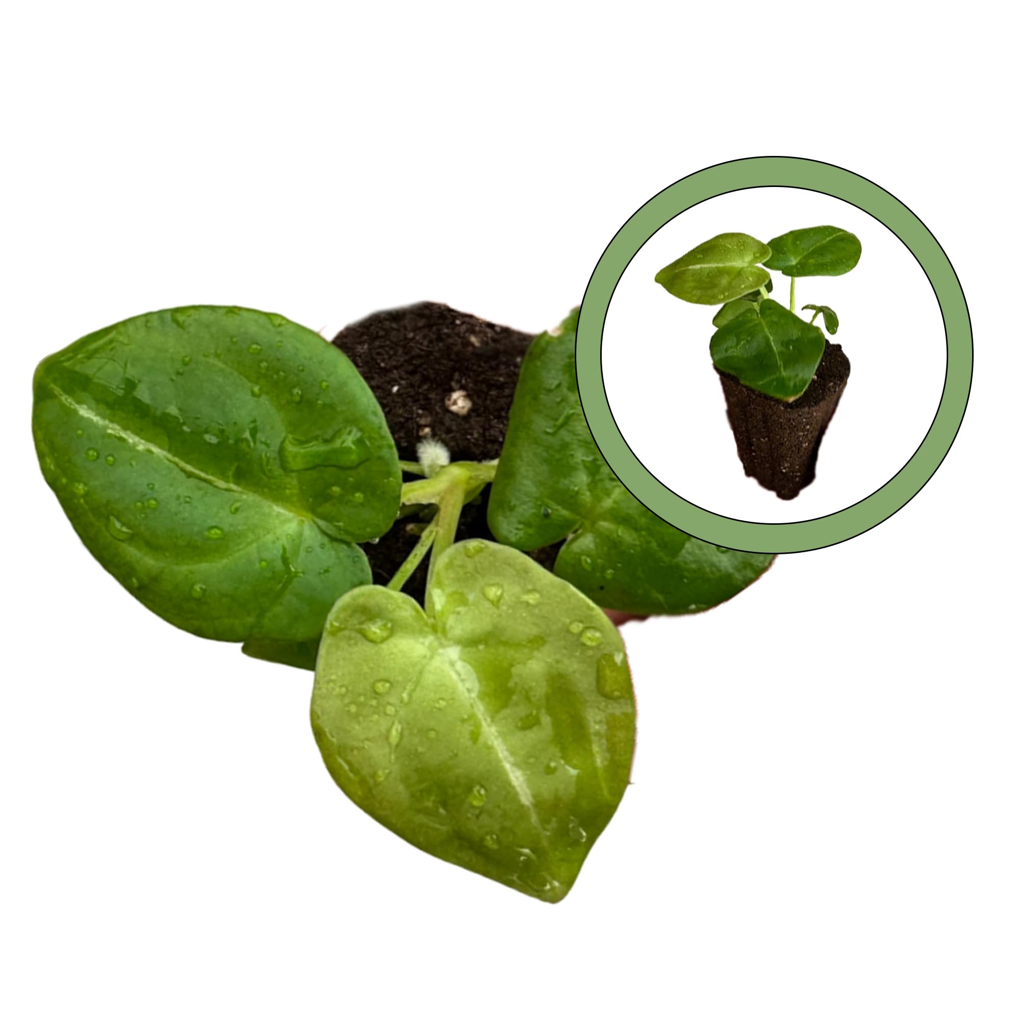 Amazon.com : Generic Anthurium pedatum x forgetii Starter Plant, Natural :  Patio, Lawn & Garden