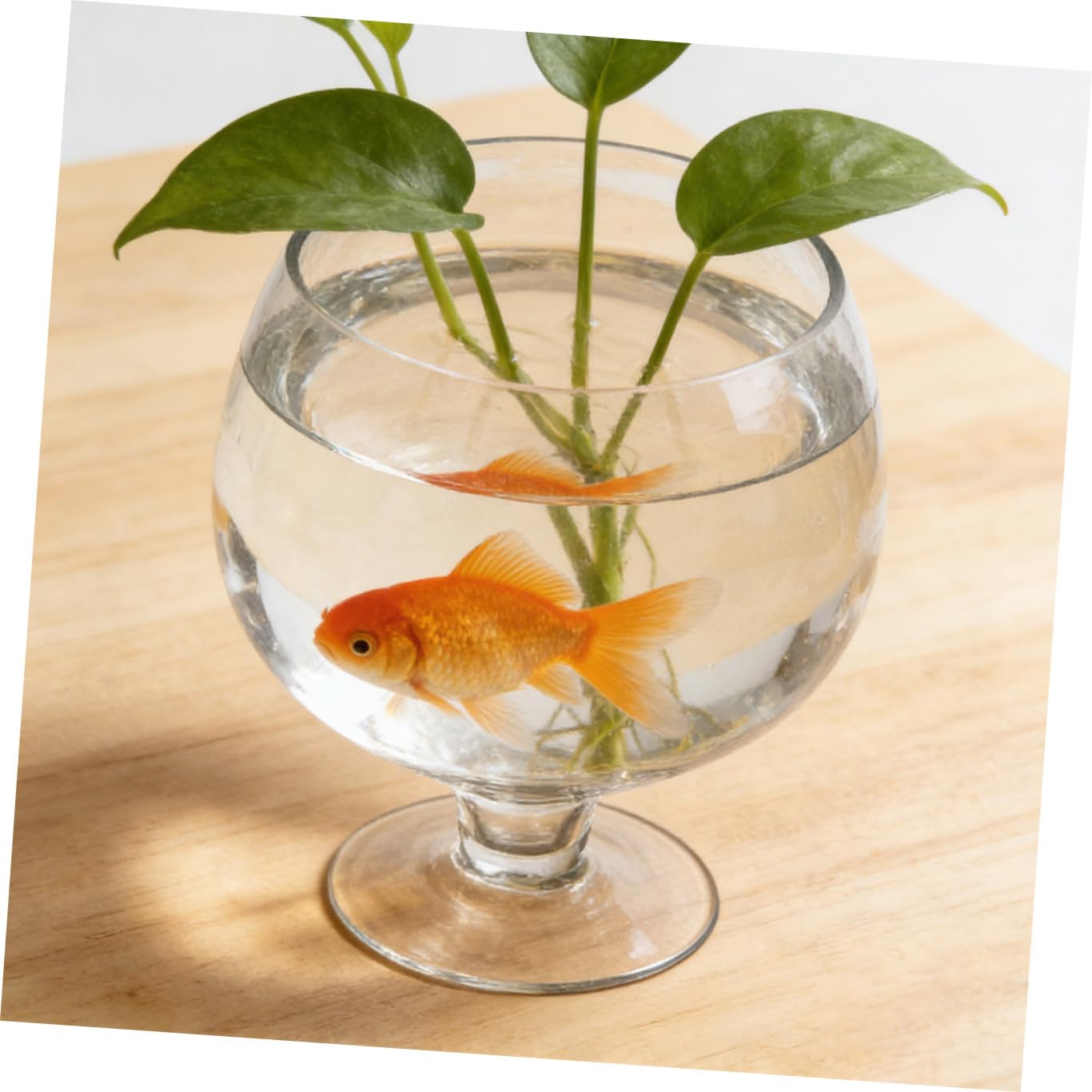 Homoyoyo Acquario Multifunzione in Vetro Trasparente per Pesci Rossi Betta, Vaso Decorativo da Scrivania per Ufficio e Casa, Acquario Decorativo Ecologico 19x19 Cm