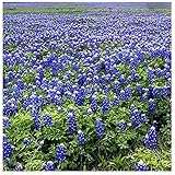 Texas Bluebonnet Seeds - 1/4 Pound - Approximately 4000 Seeds