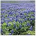 Texas Bluebonnets - Approximately 100 Seeds .1 Oz - Texas State Flower