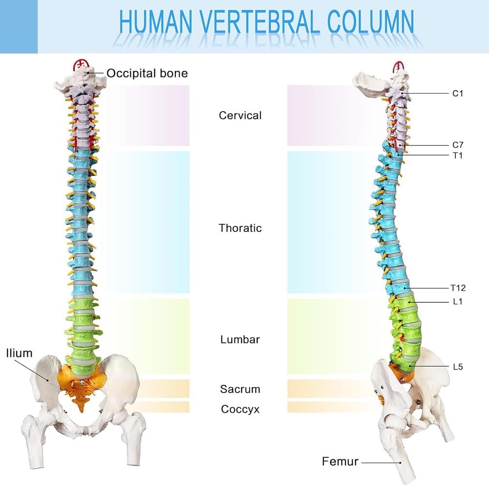 Modelo de columna vertebral humana de tamaño real, médula espinal anatómica de 34.6 pulgadas con soporte, codificado para regiones cervical, torácica, lumbar para estudiantes de medicina y