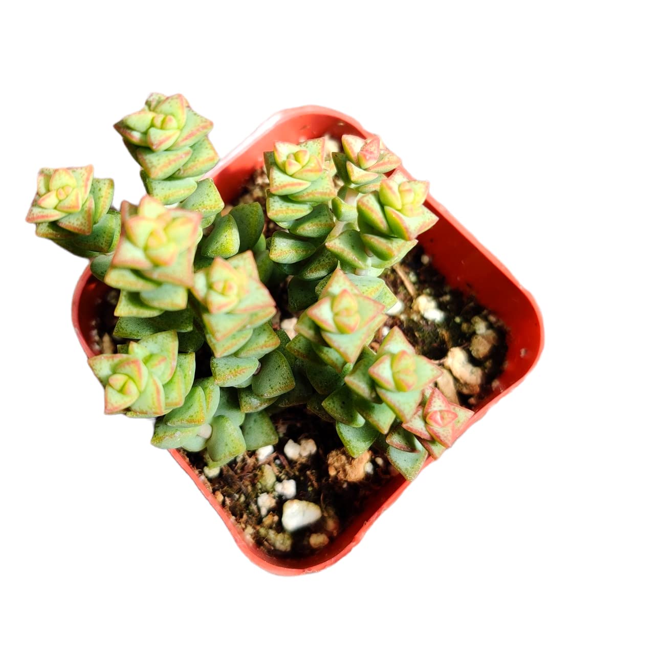 Amazon.com : FOLIAGEMS Live Cactus Succulent Plants from USKC (2" Pot  Crassula Tom Thumb) : Patio, Lawn & Garden